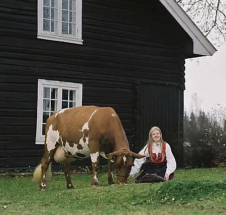 Svartbakken Hytter
